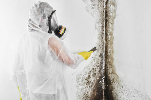 Best Local Mold Removal Service  in Clarence Center, NY