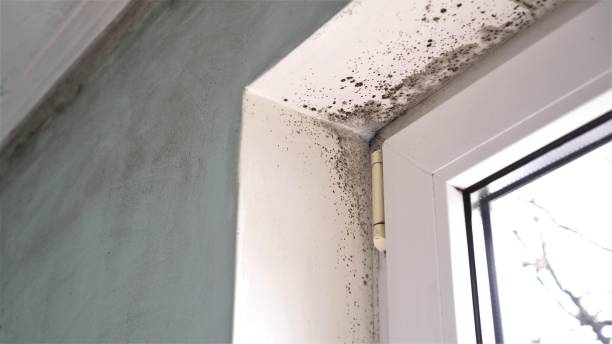 Best Professional Mold Removal  in Clarence Center, NY