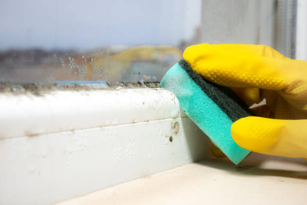 Best Mold Cleaning Services  in Clarence Center, NY