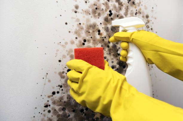 Best Home Mold Removal  in Clarence Center, NY