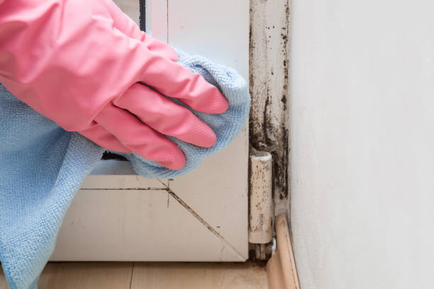 Best Fast Mold Removal  in Clarence Center, NY