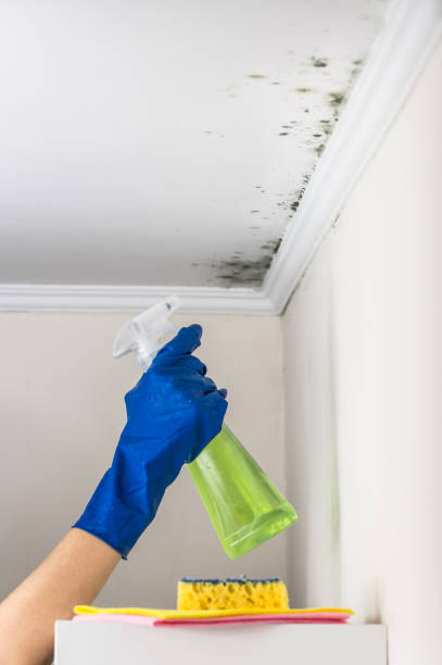 Best Professional Mold Removal  in Clarence Center, NY